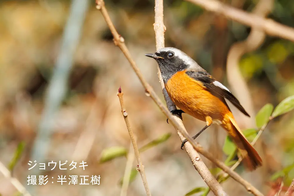 野鳥と自然観察のワクワクレッスン～春を待つ命