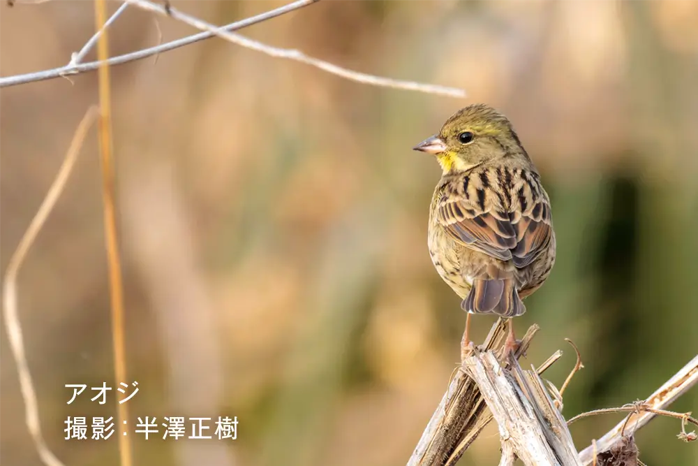 アオジ 撮影：半澤正樹