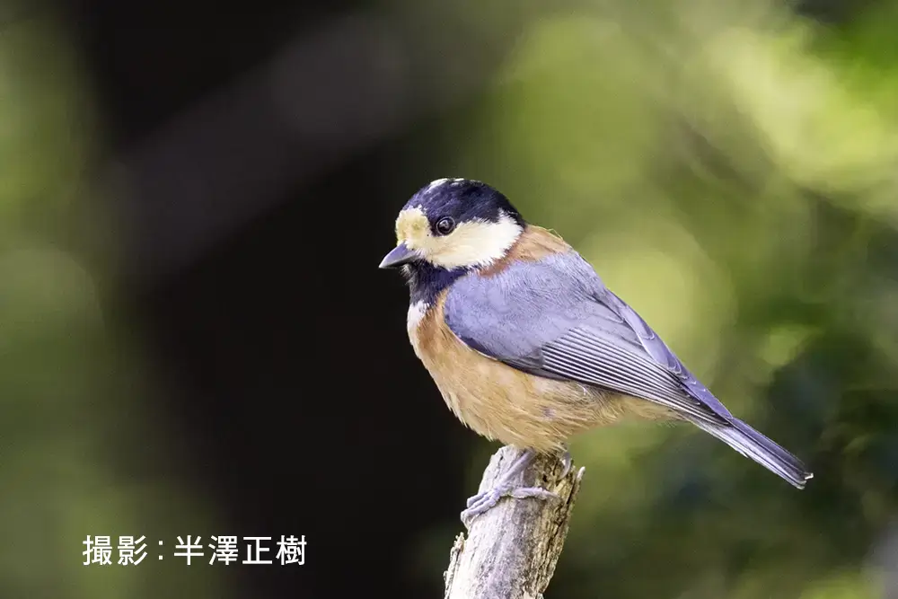 野鳥と自然観察のワクワクレッスン