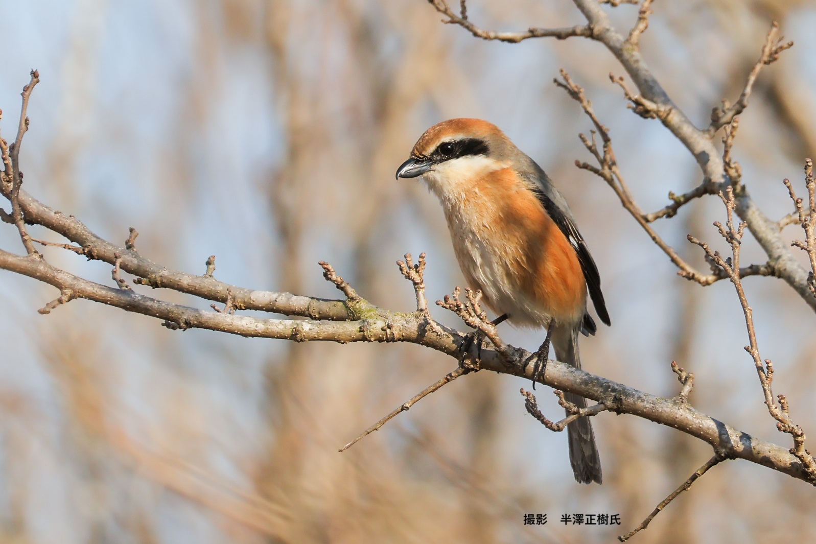 野鳥と自然観察のワクワク観察会～冬を耐える命