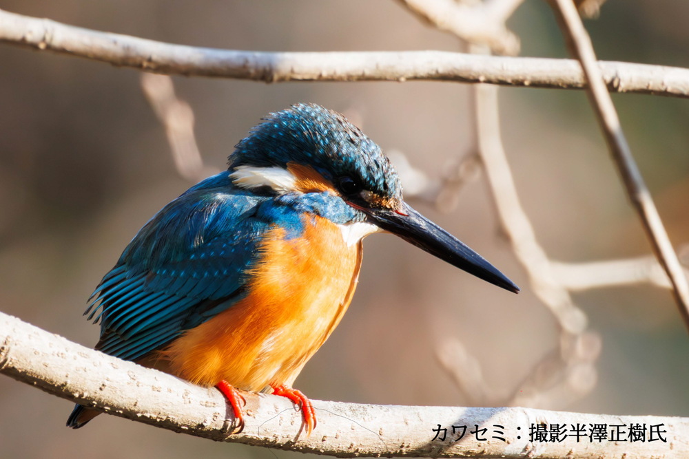 野鳥と自然観察のワクワクレッスン～春を待つ命を見つけよう