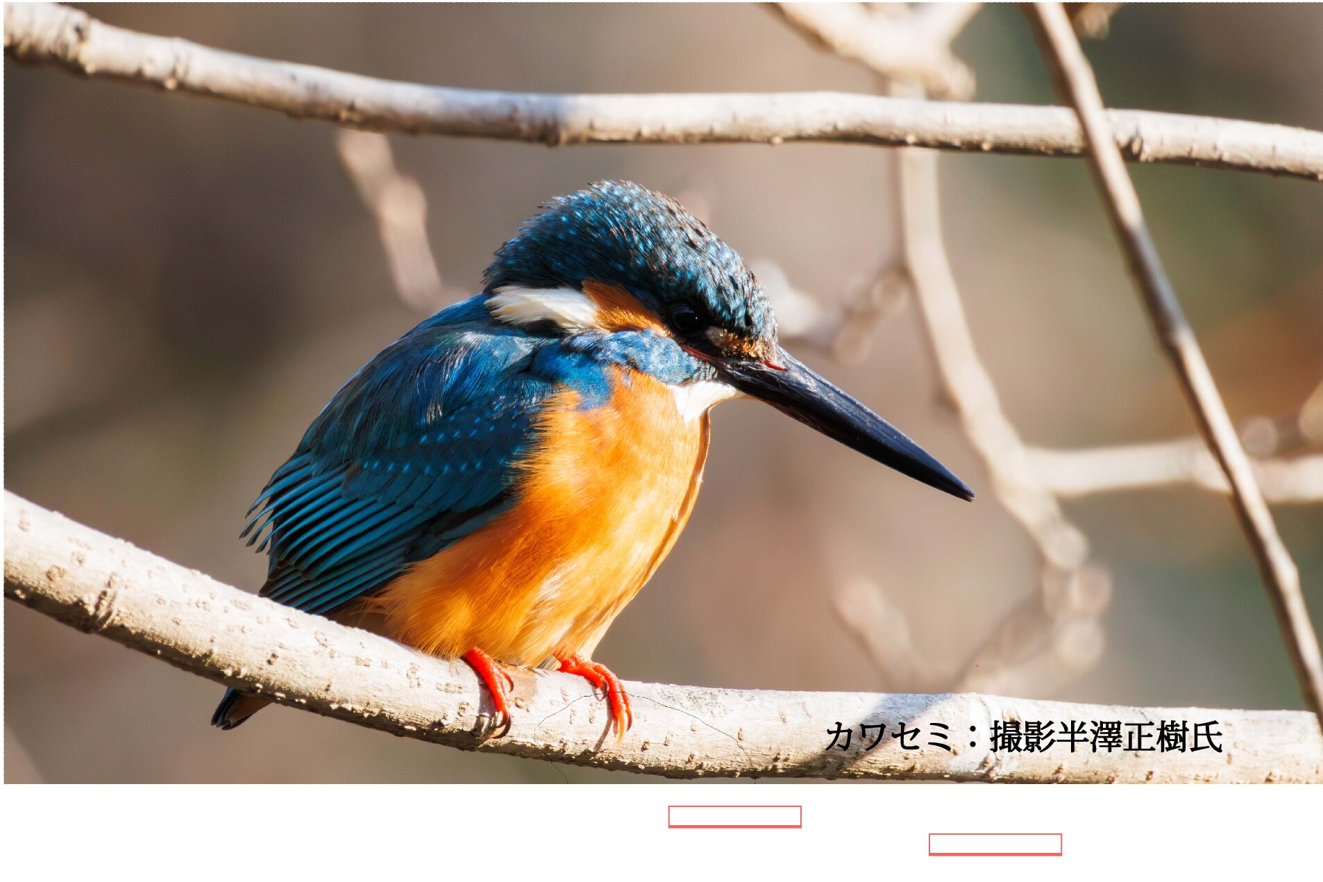 野鳥と自然観察のワクワクレッスン～春を待つ命