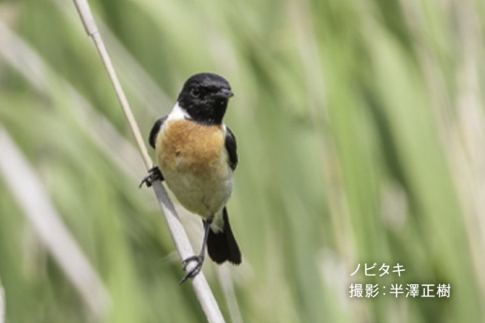 安西さんと行く 初夏の北海道〜ウトナイ・白老・支笏湖、野鳥と自然観察の旅