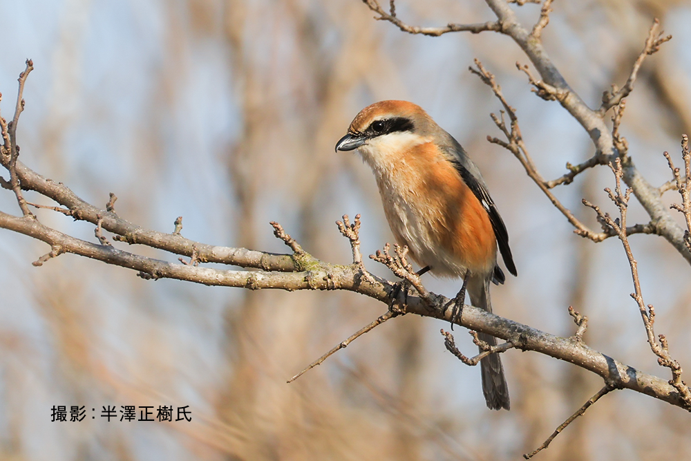 野鳥と自然観察のワクワク観察会～冬を耐える命